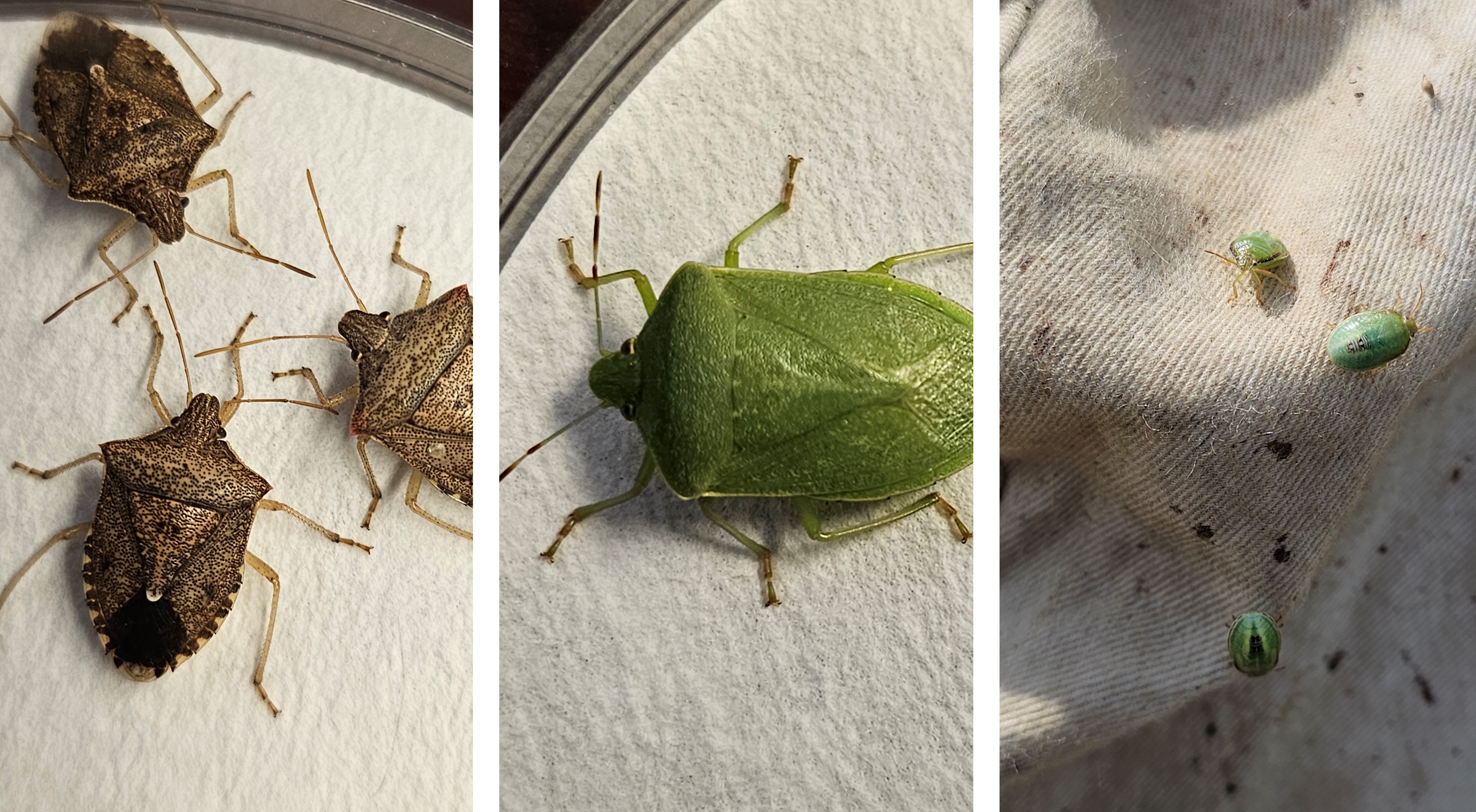 Stink Bug Control in Louisiana Soybean Fields